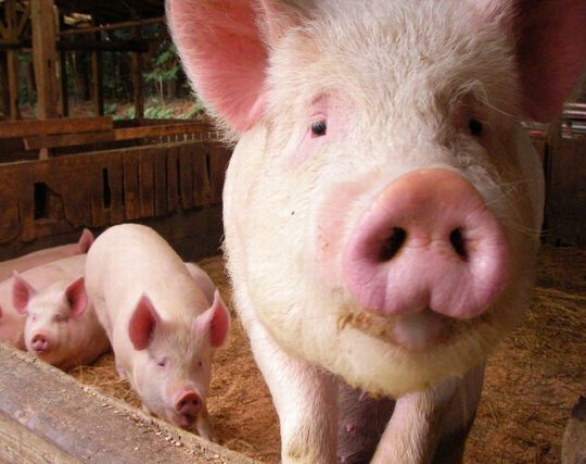 豚の夢の夢占い 夢の夢占い