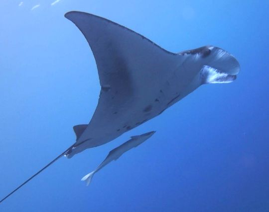 エイの夢 マンタの夢の夢占い ゆめの夢占い