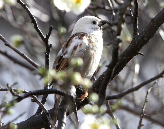 スズメの夢の夢占い ゆめの夢占い