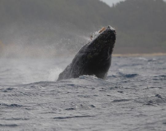 クジラの夢の夢占い ゆめの夢占い