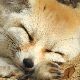 狐の夢 - 狐との関係の夢の夢占い
