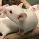 ネズミの夢の夢占い ネズミの夢の夢占い