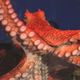 蛸の夢・イカの夢の夢占い 蛸の夢・イカの夢の夢占い