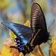 蝶の夢 - 感情や蛾の状況の夢の夢占い
