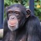 チンパンジーの夢 - 感情やチンパンジーの状況の夢の夢占い