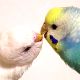 キスされる夢 - 鳥・爬虫類・虫にキスされる夢の夢占い