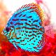 熱帯魚の夢 - 感情や熱帯魚の状況の夢の夢占い
