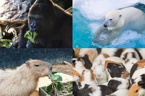 たくさんの動物が出てくる夢 たくさんの動物が出てくる夢