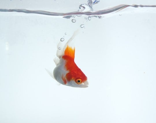 美しい金魚を見る夢 美しい金魚を見る夢