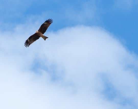 空を自由に力強く羽ばたく鳥の夢 空を自由に力強く羽ばたく鳥の夢