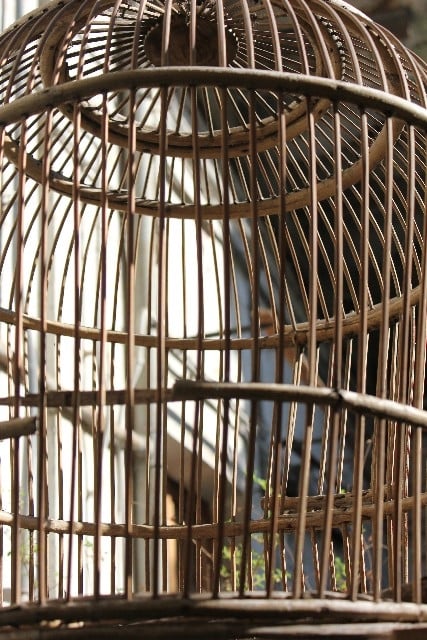 鳥かごの中の小鳥に逃げられる夢 鳥かごの中の小鳥に逃げられる夢
