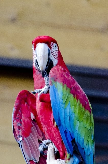 カラフルな鳥が現れる夢 カラフルな鳥が現れる夢
