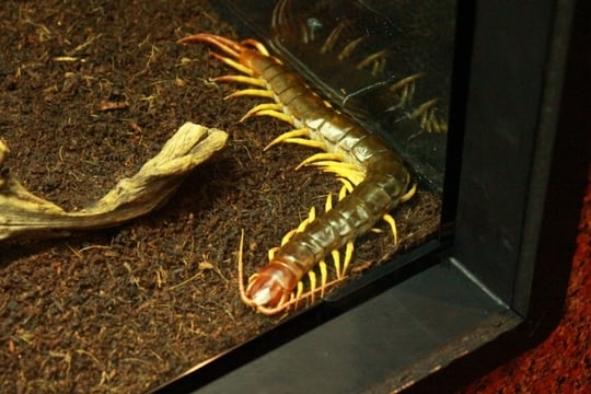 ムカデの夢 ムカデの夢