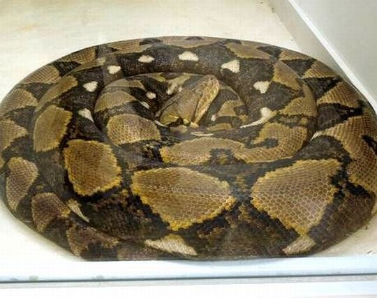野毛山動物園のとぐろを巻いたニシキヘビ 野毛山動物園のとぐろを巻いたニシキヘビ