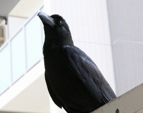 カラスが死ぬ夢 カラスが死ぬ夢