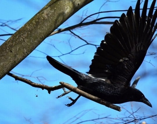 カラスが颯爽と飛び立つ夢 カラスが颯爽と飛び立つ夢