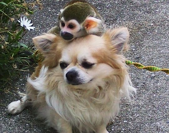 犬と戯れる夢 犬と戯れる夢