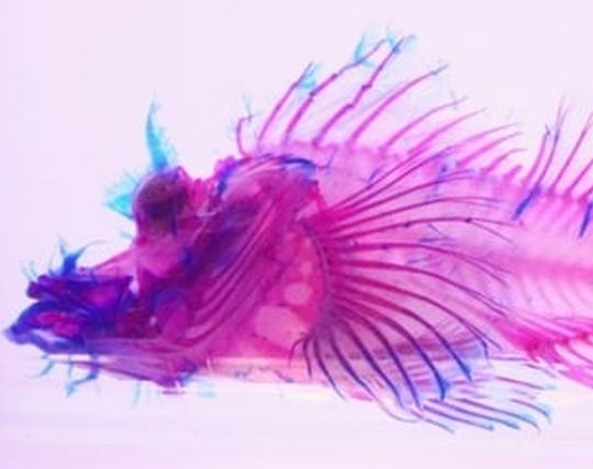魚の骨が印象的な夢・透明な魚の夢 魚の骨が印象的な夢・透明な魚の夢