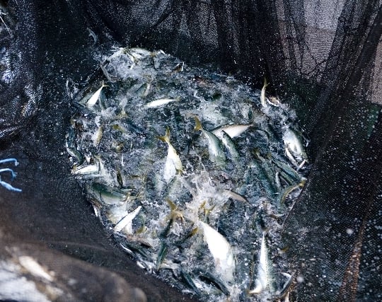 魚を<strong>捕まえる</strong>夢 魚を<strong>捕まえる</strong>夢