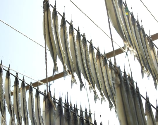 魚の干物の夢 魚の干物の夢
