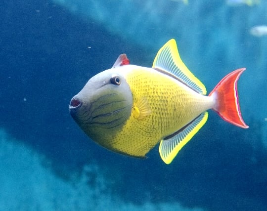 派手な熱帯魚が現れる夢 派手な熱帯魚が現れる夢