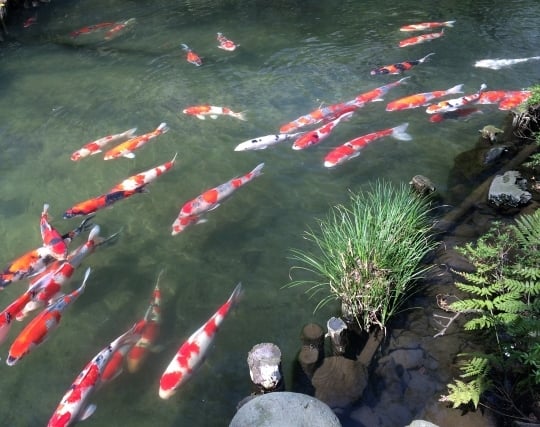 池に魚がたくさんいる夢 池に魚がたくさんいる夢