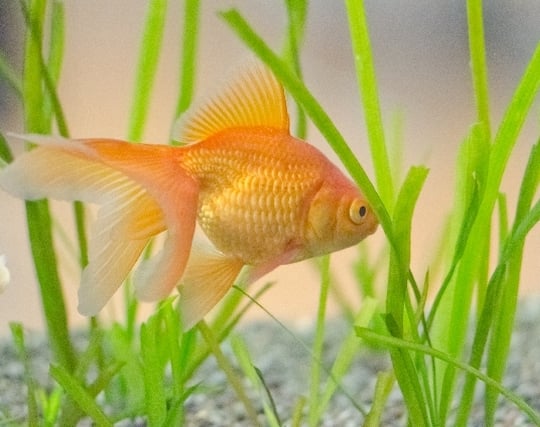 <strong>金魚</strong>が死ぬ夢 <strong>金魚</strong>が死ぬ夢