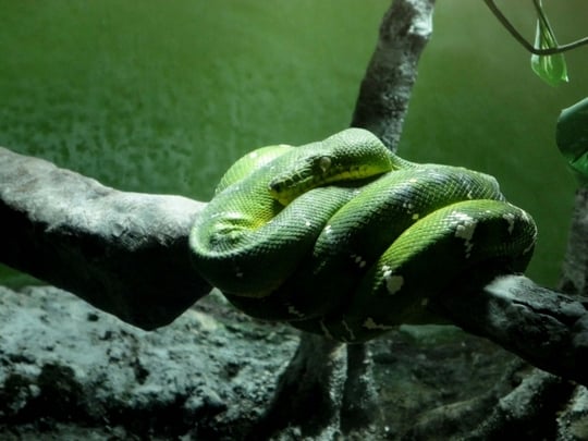 蛇が妊娠する夢