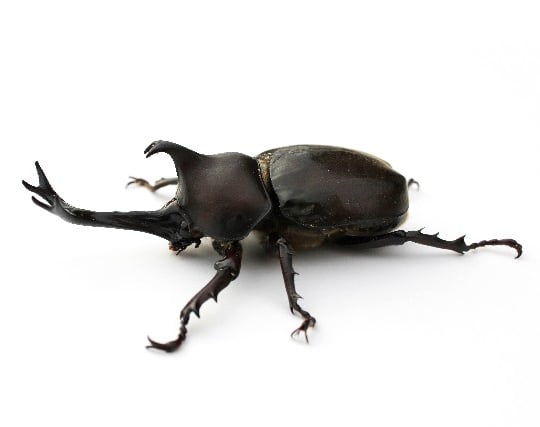 カブトムシの夢 カブトムシの夢