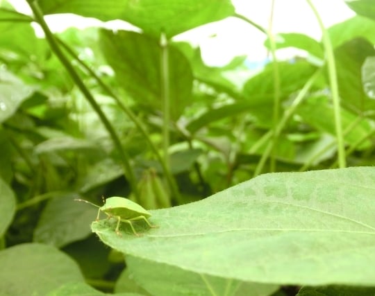 保護色の昆虫の夢 保護色の昆虫の夢