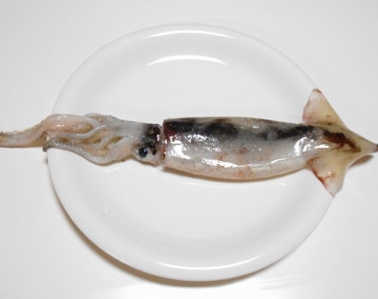 生のイカを食べる夢 生のイカを食べる夢