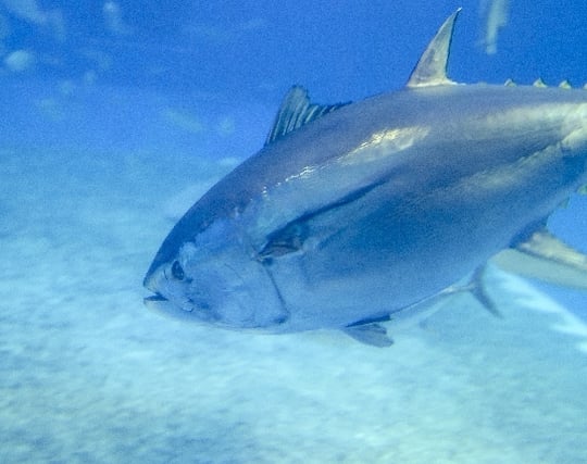 魚が悠々と泳ぐ 魚が悠々と泳ぐ