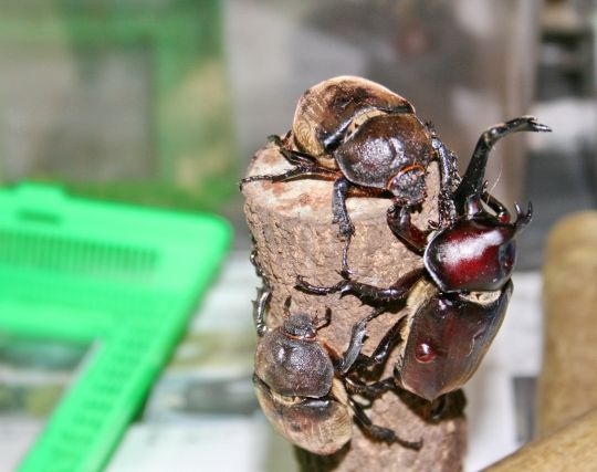 カブトムシを飼う夢