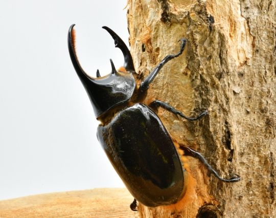 <strong>カブトムシの夢</strong>