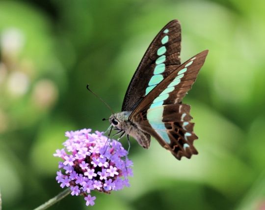 蝶が花の蜜を吸う夢