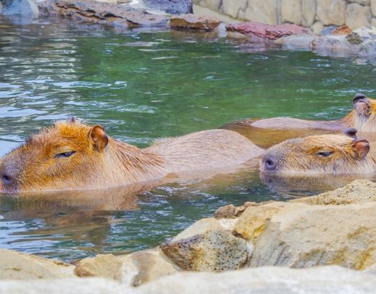 カピバラが現れて安心する夢