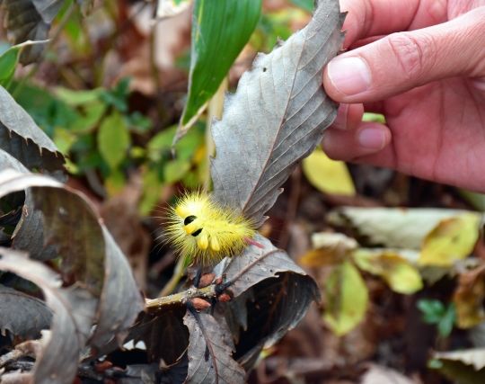 毛虫や芋虫を探す夢