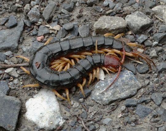 ムカデが死ぬ夢