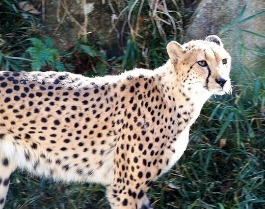 チーターに銃で撃たれる夢