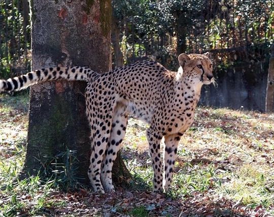 チーターに尿をかけられる夢