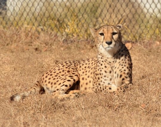 黄色のチーターの夢