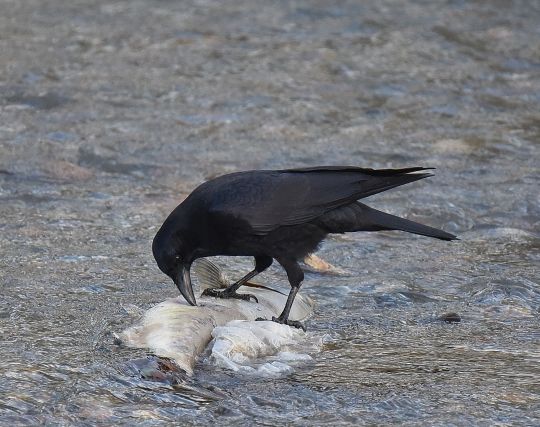 カラスが<strong>ゴミ</strong>をあさる夢