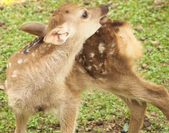 鹿をかわいがる夢