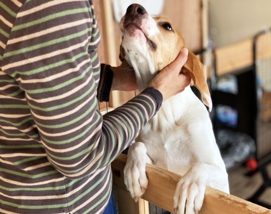 犬を<strong>かわ</strong>いがる夢