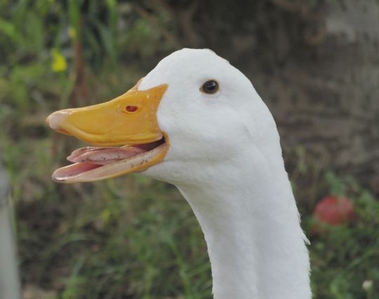 鳥が<strong>楽しい夢</strong>