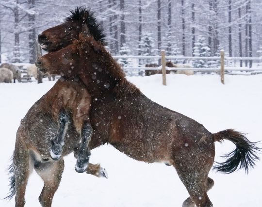 馬と戦う夢