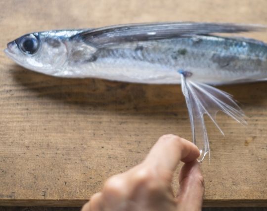 トビウオ料理を作る夢