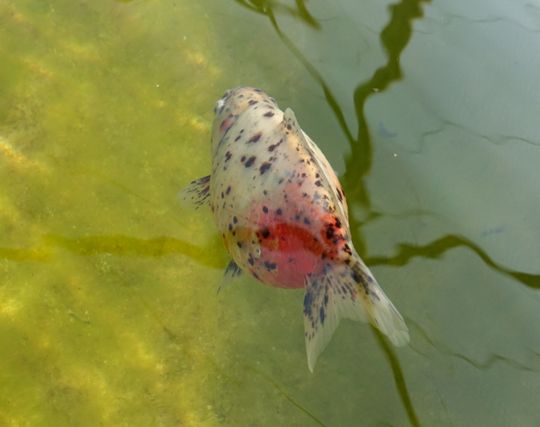 金魚に<strong>逃げられる</strong>夢