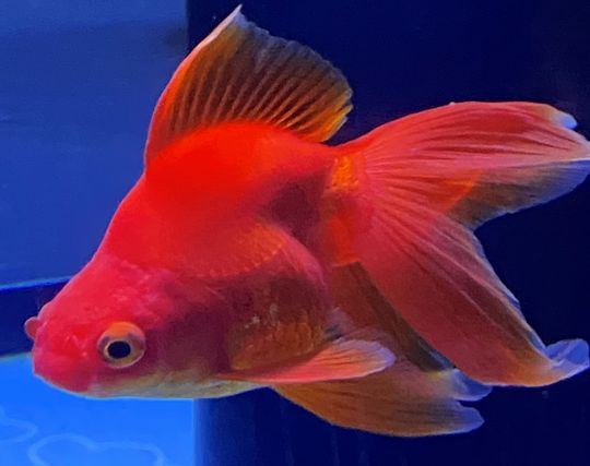 赤い金魚の夢
