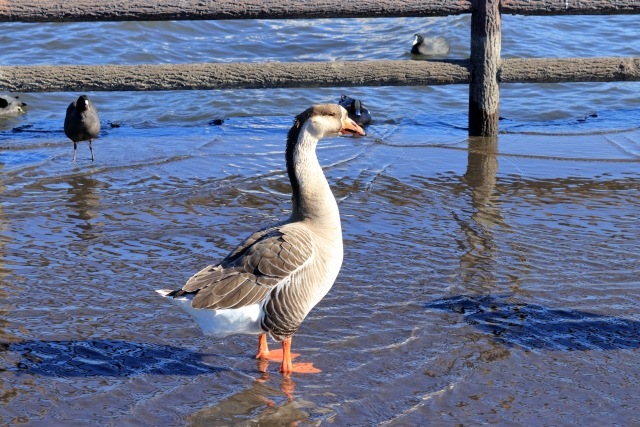 鳥に逃げられる夢